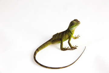 Physignathus cocincinus - a juvenile Chinese water dragon sitting on a white background. The back of the little creature and it's long tail are facing the camera.
