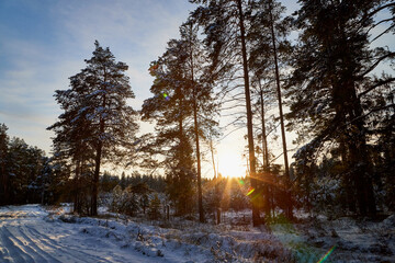 Winter forest with snow covered trees in a cold day and sunset with sun on the background.