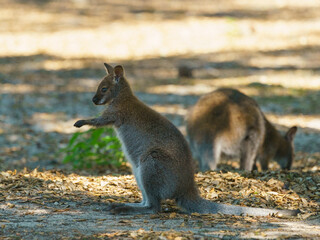 Naklejka premium Image of a gray kangaroo. Bennett's wallaby in sunny summer. Everyday life of aimals. High resolution image.
