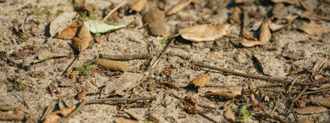 Dry fallen leaves from the trees lie on sandy soil. Hot summer time. Natural background.