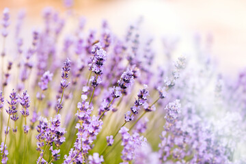  Lavender flower in flower garden, flowering lavender flowers, selective and soft focus on lavender flowers