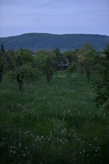 orchard in a story sequence during the spring