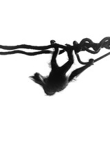 silhouette of orangutan on vine