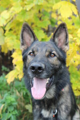 reinrassiger Deutscher Schäferhund im Herbst mit bunten Blättern
