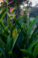 isolated budding flower