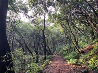 morning in the woods