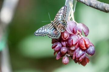 Butterfly on red grapes