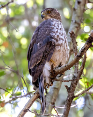 Cooper's hawk looking out for the prey