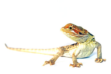 Pogona vitticeps -A portrait of a juvenile bearded dragon who's looking to the side.The prehistoric looking head draws all the attention, the rest of it's amazing body is overexposed. White background