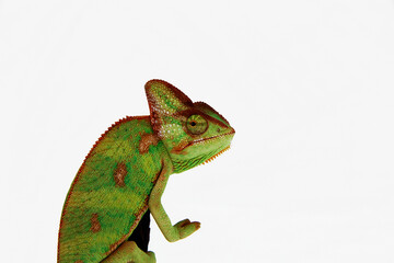 Chamaeleo calyptratus - A young veiled chameleon, also known as the cone-head chameleon and Yemen chameleon, sitting on a branch, on a white background. © Thomas