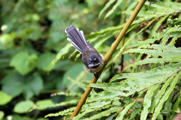 Rhipidura fuliginosa - New Zealand fantail sitting on a branch