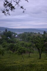orchard in a story sequence during the spring