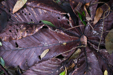 brown leaf on the ground