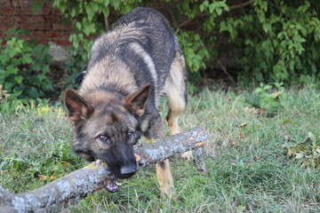 Deutscher Schäferhund bringt Stöckchen Spielen toben