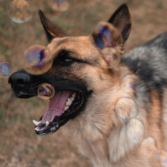 A German shepherd plays with soap bubbles. The dog catches soap bubbles with its mouth, games with the dog in nature, in the fresh air. Active German shepherd.