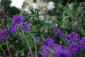 Storchschnabel Storchenschnabel Wald-Storchschnabel Geranium sylvaticum