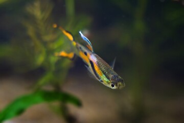neon glowing freshwater male of dwarf fish Endler guppy, Poecilia wingei in fascinating natural coloration in biotope aquarium, free space background