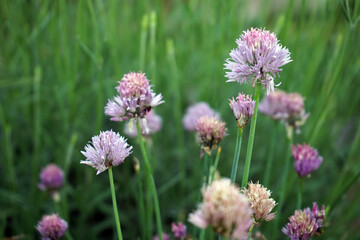 Lauch Schnittlauch Blüte Allium schoenoprasum
