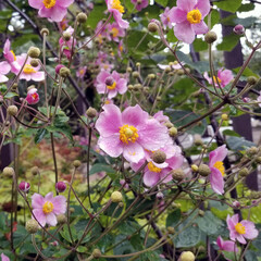 Pink as the Rain - Square