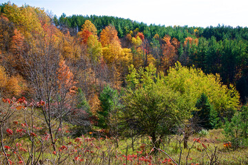 Fototapeta premium Colorful forest in autumn with multicolored yellow and green foliage on the trees in the changing seasons