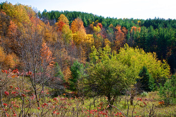 Colorful forest in autumn with multicolored yellow and green foliage on the trees in the changing seasons