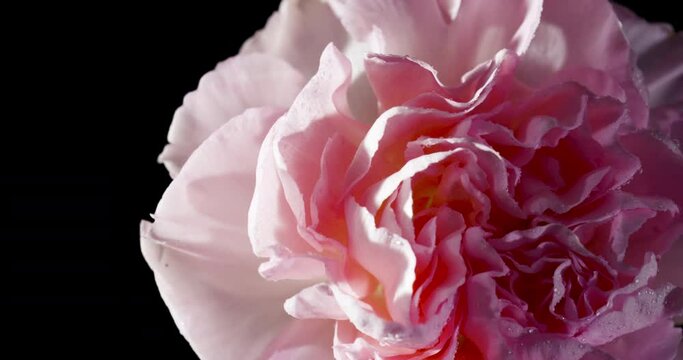 Pink rose flower against black background / 2 different shots in 4K