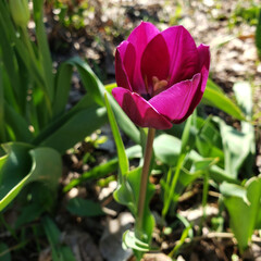 All Alone in Minneapolis - Square