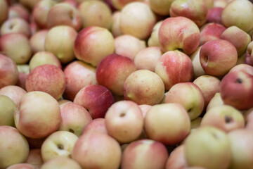 Ripe apples. Photo on the theme of fruit.