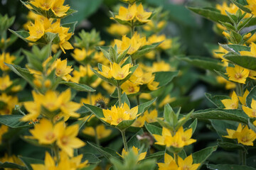 Drüsiger Gilbweiderich - Lysimachia punctata (Primulaceae)
