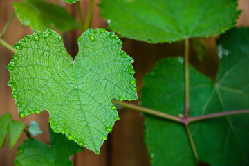 Raindrops on a grape leaf. Natural background.