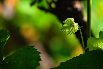 Raindrops on a grape leaf. Natural background.