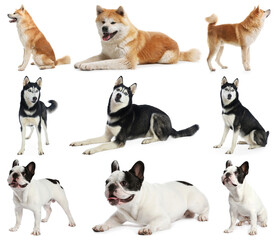 Set of different dogs on white background