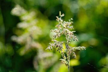 Inflorescences of wild grass. Natural background.