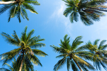 Fototapeta na wymiar palm grove. Palm trees in the tropical jungle. Symbol of the tropics and warmth