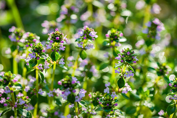 Wildflowers.  Natural background.