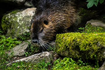 Nutria or Coypu (Myocastor coypus)