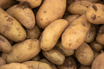 Potatoes. Photo of a pile of unwashed potatoes.
