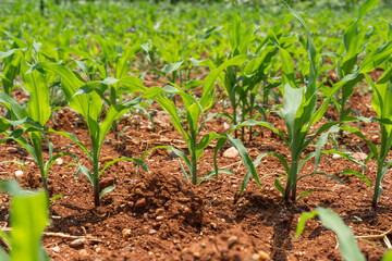 Young green corn growing on the field. Young Corn Plants