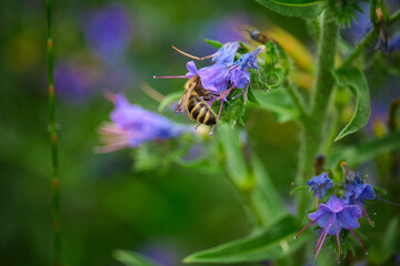 bee on a flower