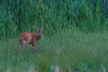 Reh am Morgen in der Oberlausitz