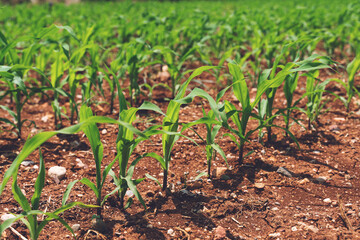 Young corn seedlings growing in a soil