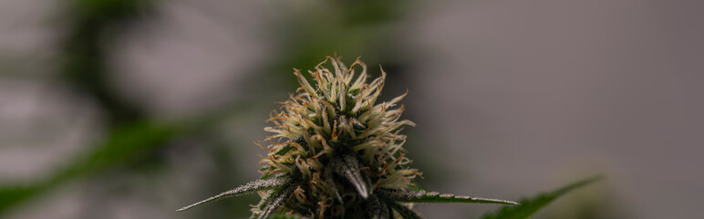 Naklejka na ściany i meble S.A.G.E. variety of marijuana flower under LED lights