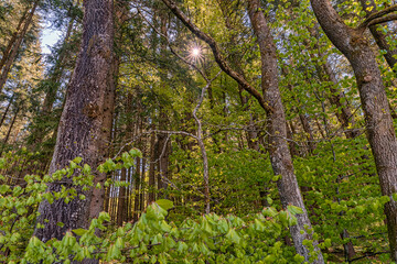 View at a forest and the sun, pure nature moment.
