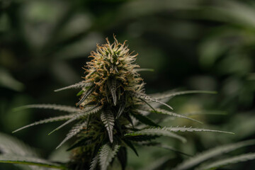 White Russian and S.A.G.E. variety of marijuana flower under LED lights