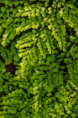 Himalayan Maidenhair Fern (Adiantum venustum)