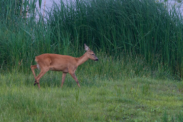 Reh am Morgen in der Oberlausitz