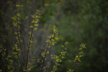 acacia tree in blooming period. Robinia pseudoacacia flowers 