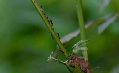 brown farmer ants serve field aphids as their herd on green stems against a black background