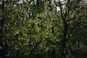Fototapeta na wymiar acacia tree in blooming period. Robinia pseudoacacia flowers 
