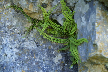 Background with green fern, Asplenium trichomanes